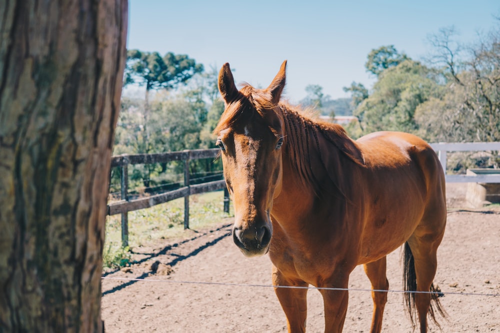 brown horse standing on brown soil during daytime