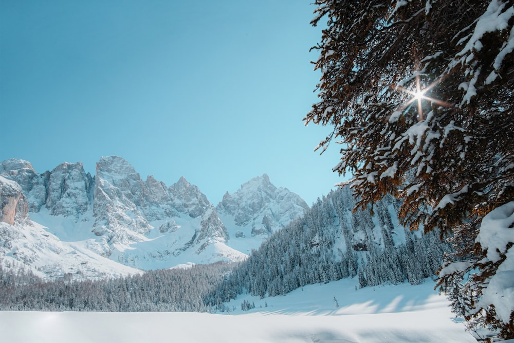 árvores e montanhas cobertas de neve durante o dia