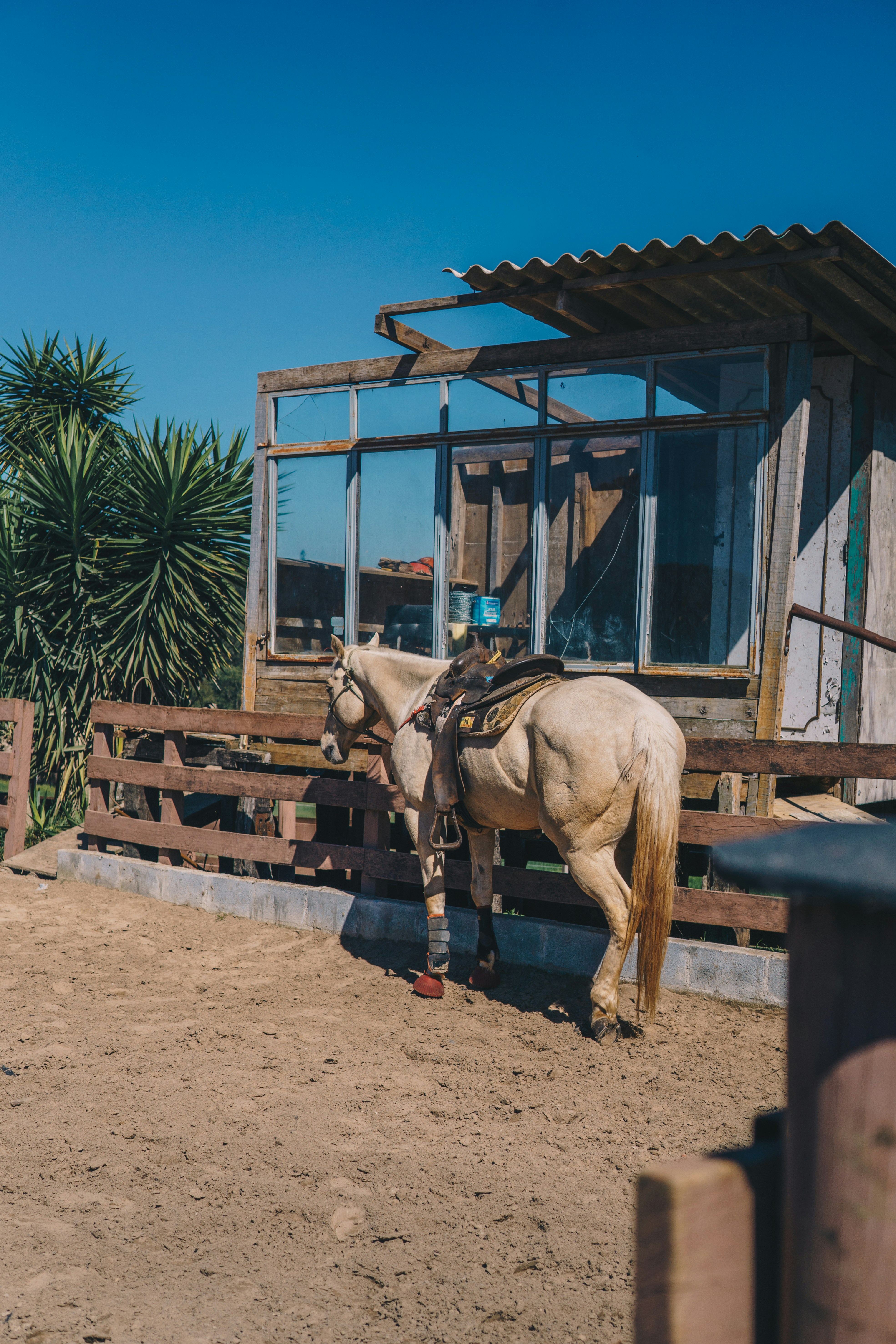 brown horse in a wooden cage