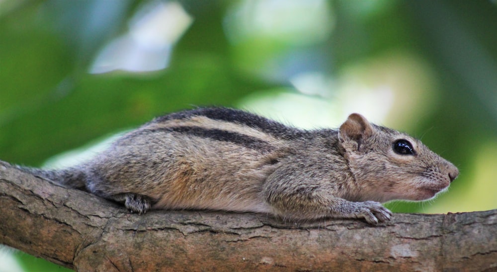 brown squirrel on brown tree branch during daytime