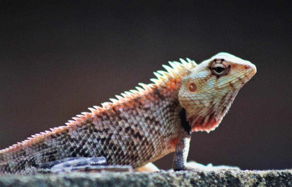 brown and white lizard on gray rock