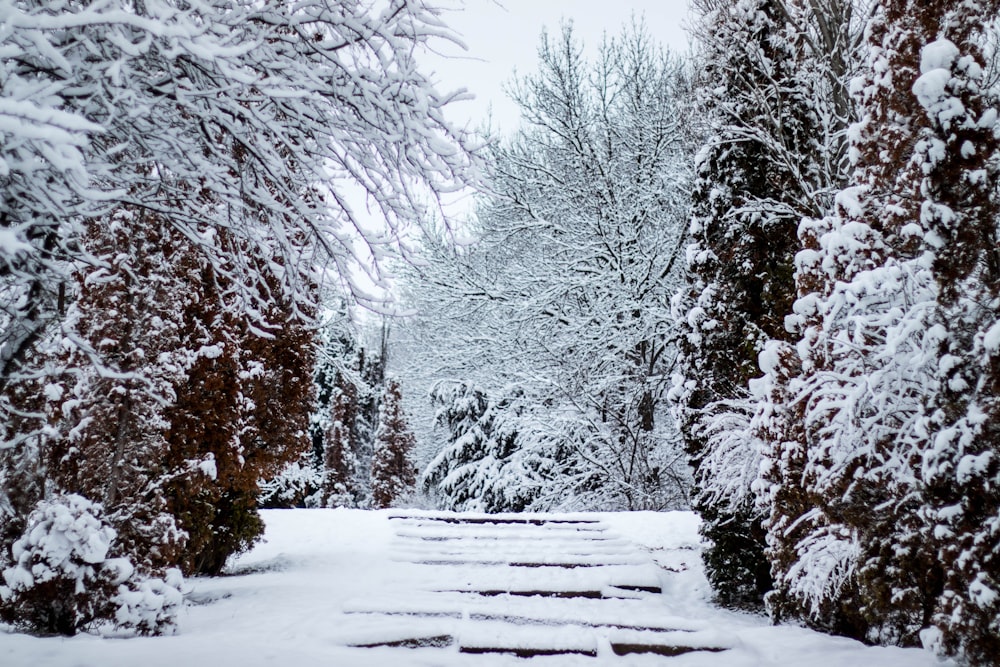 snow covered trees during daytime