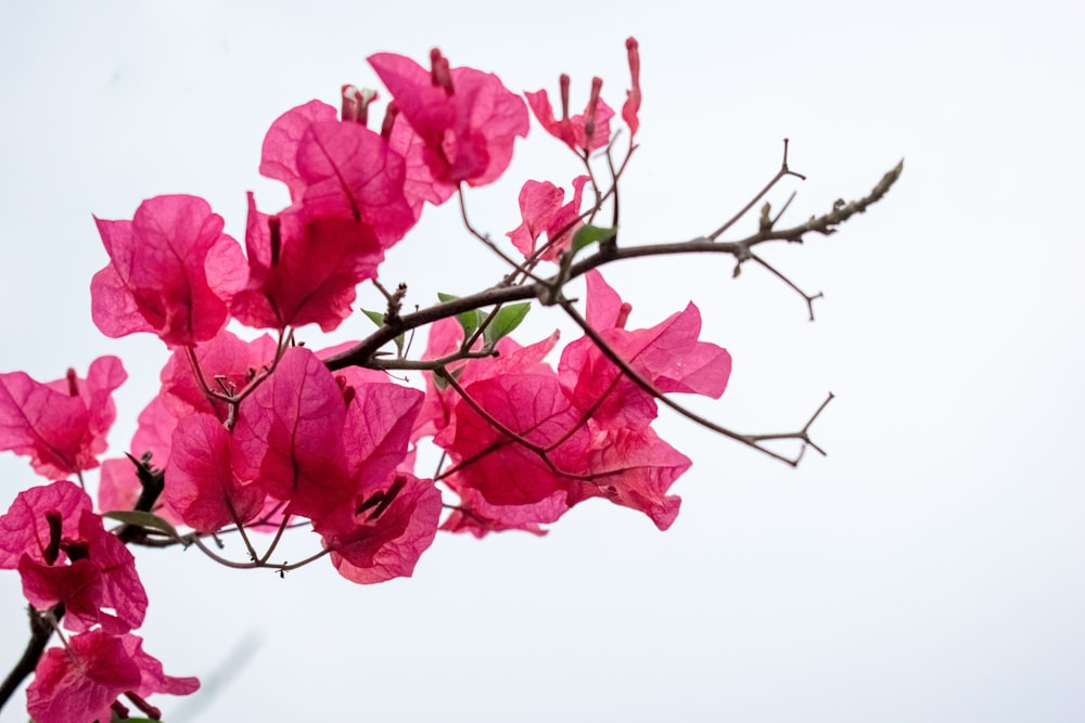 pink flower in close up photography