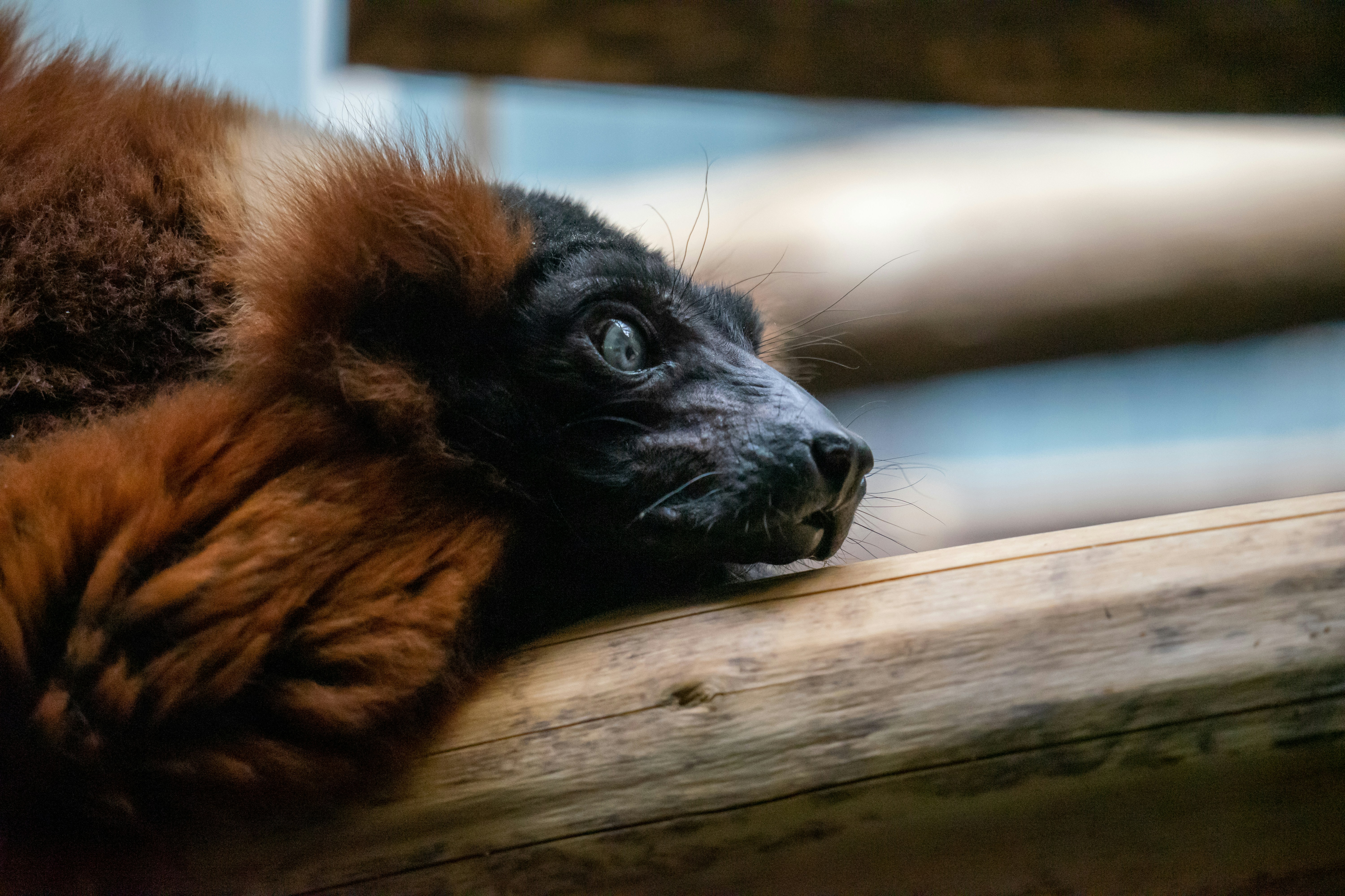 brown and black cat on brown wooden surface