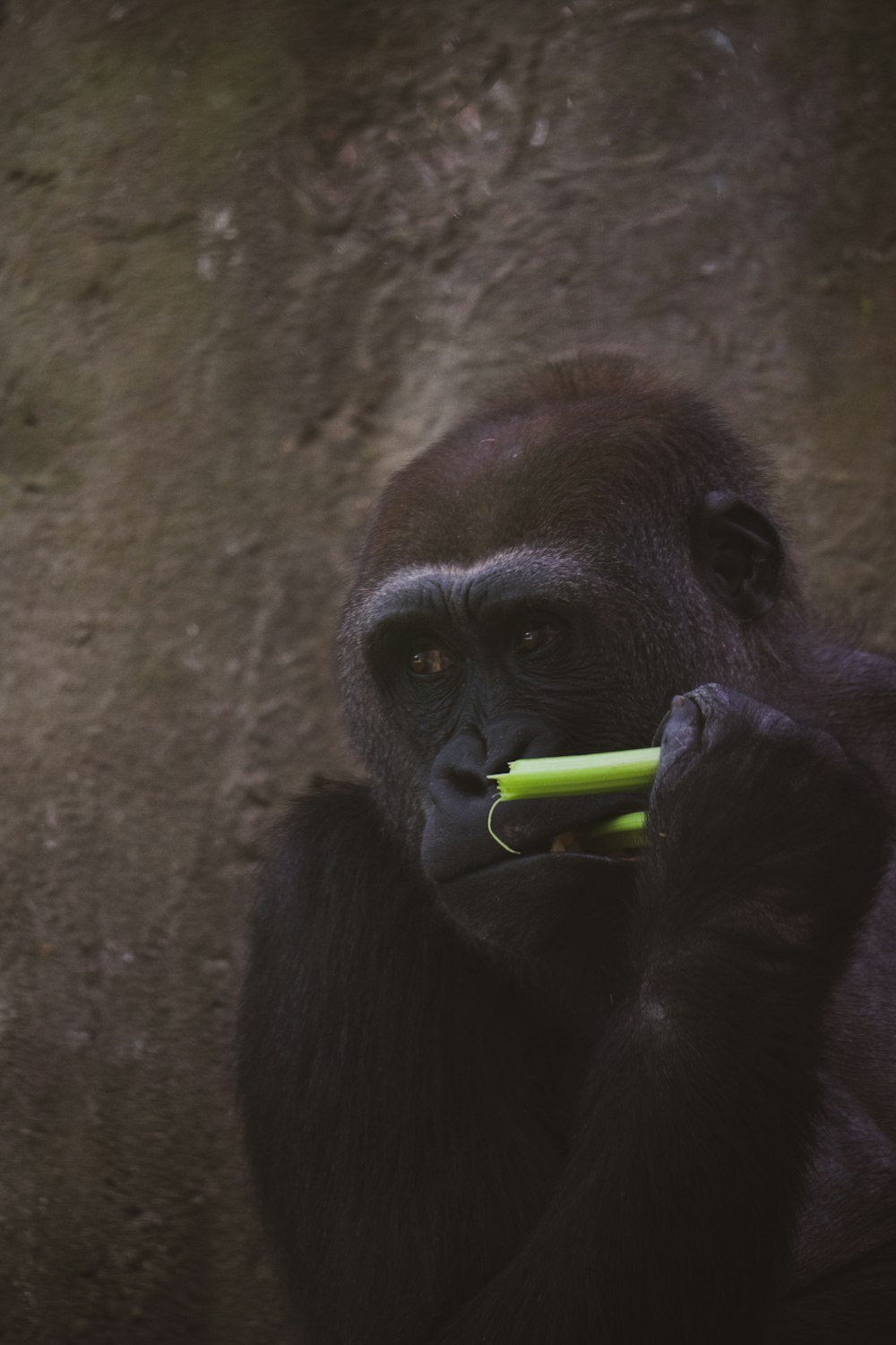 black gorilla holding green stick