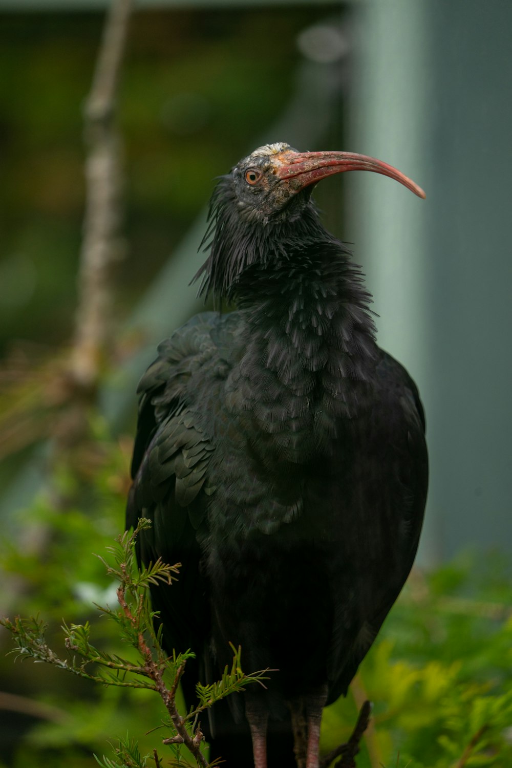 black bird on green grass during daytime