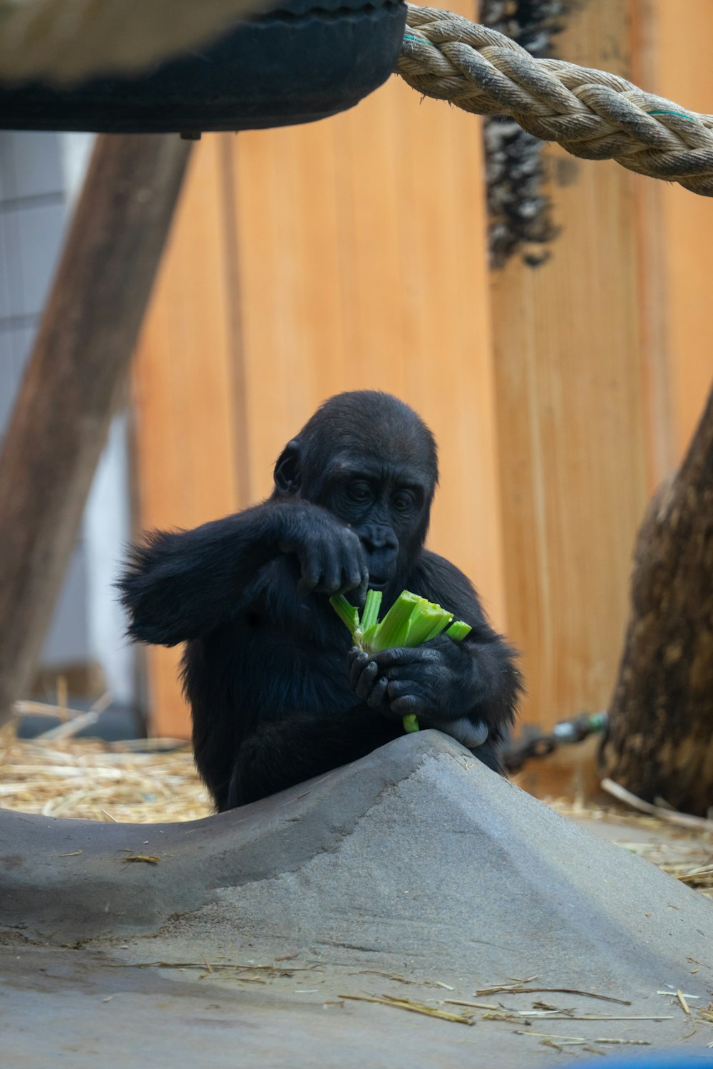 black gorilla holding green vegetable