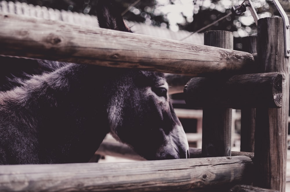 black cow on brown wooden fence