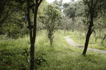 A narrow stone pathway meanders through a lush garden surrounded by small trees and dense greenery. Soft natural light filters through the foliage, highlighting patches of grass and occasional red flowers. The scene is tranquil and secluded, suggesting a quiet retreat in nature.