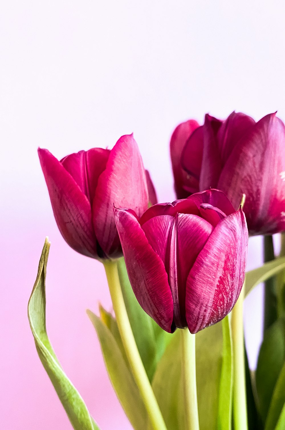 pink tulips in close up photography