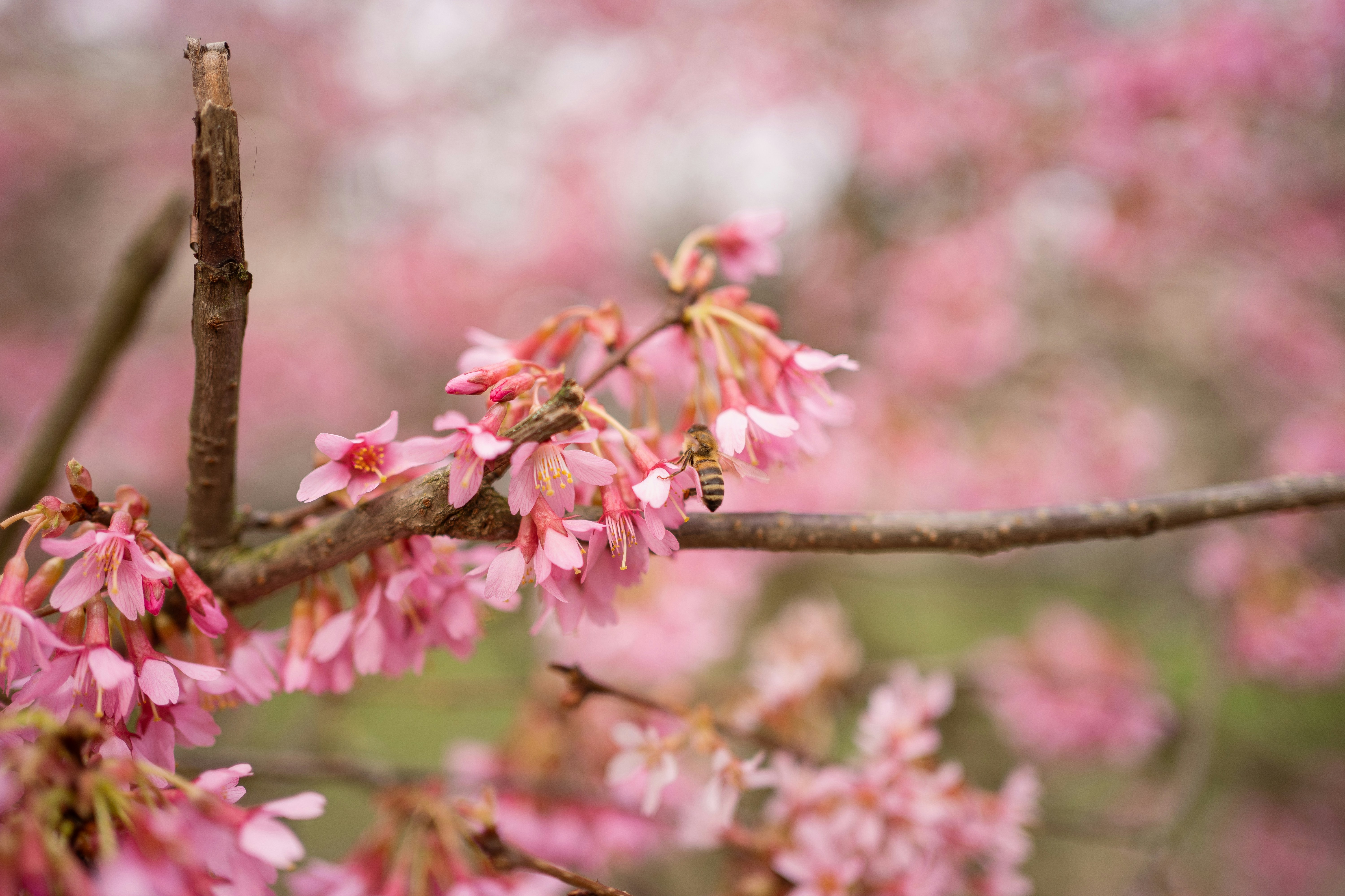 pink cherry blossom in close up photography