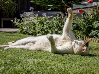 A white and orange cat is lying on its back on a lush green lawn, reaching its paw upward. Surrounding the cat are various plants and flowers, including some red poppies and other greenery, creating a vibrant garden scene in the background.