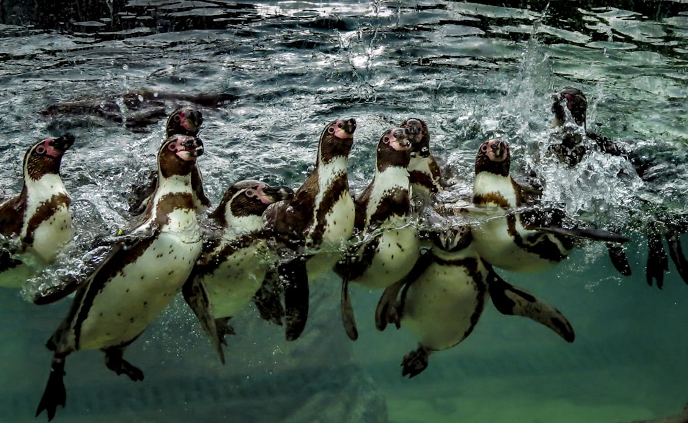 2 penguins in water during daytime