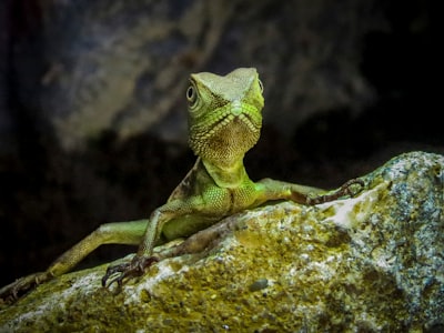 Pflege für kranken Leopardgecko: Tipps zur Temperatur, Ernährung und allgemeinen Reptilienpflege