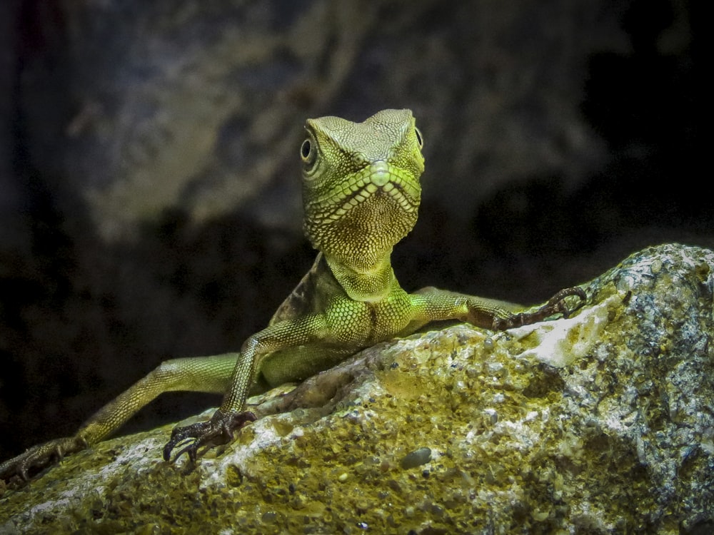 green and brown lizard on gray rock