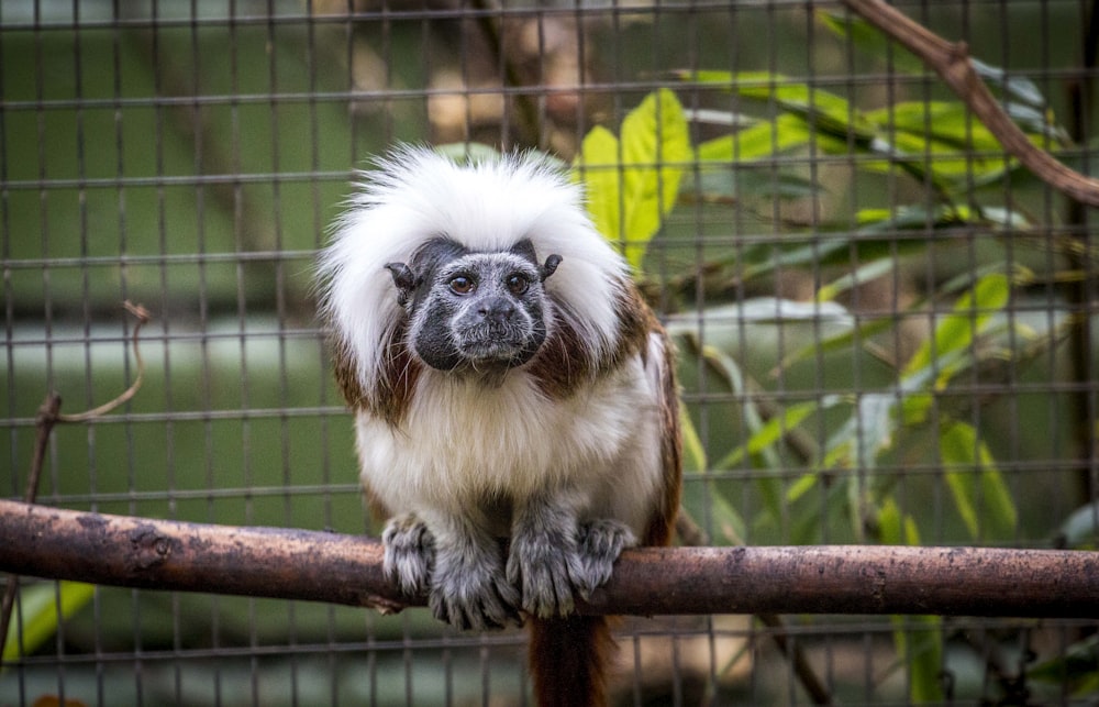 brown and white monkey on brown wooden branch