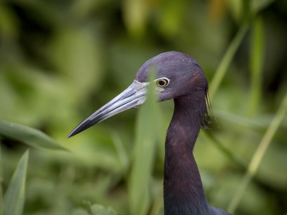 oiseau noir dans l’objectif tilt shift