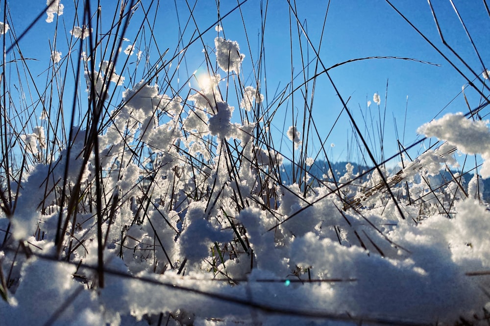 white flowers on snow covered ground under blue sky during daytime