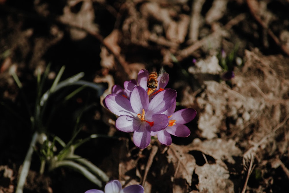 purple flower on brown soil
