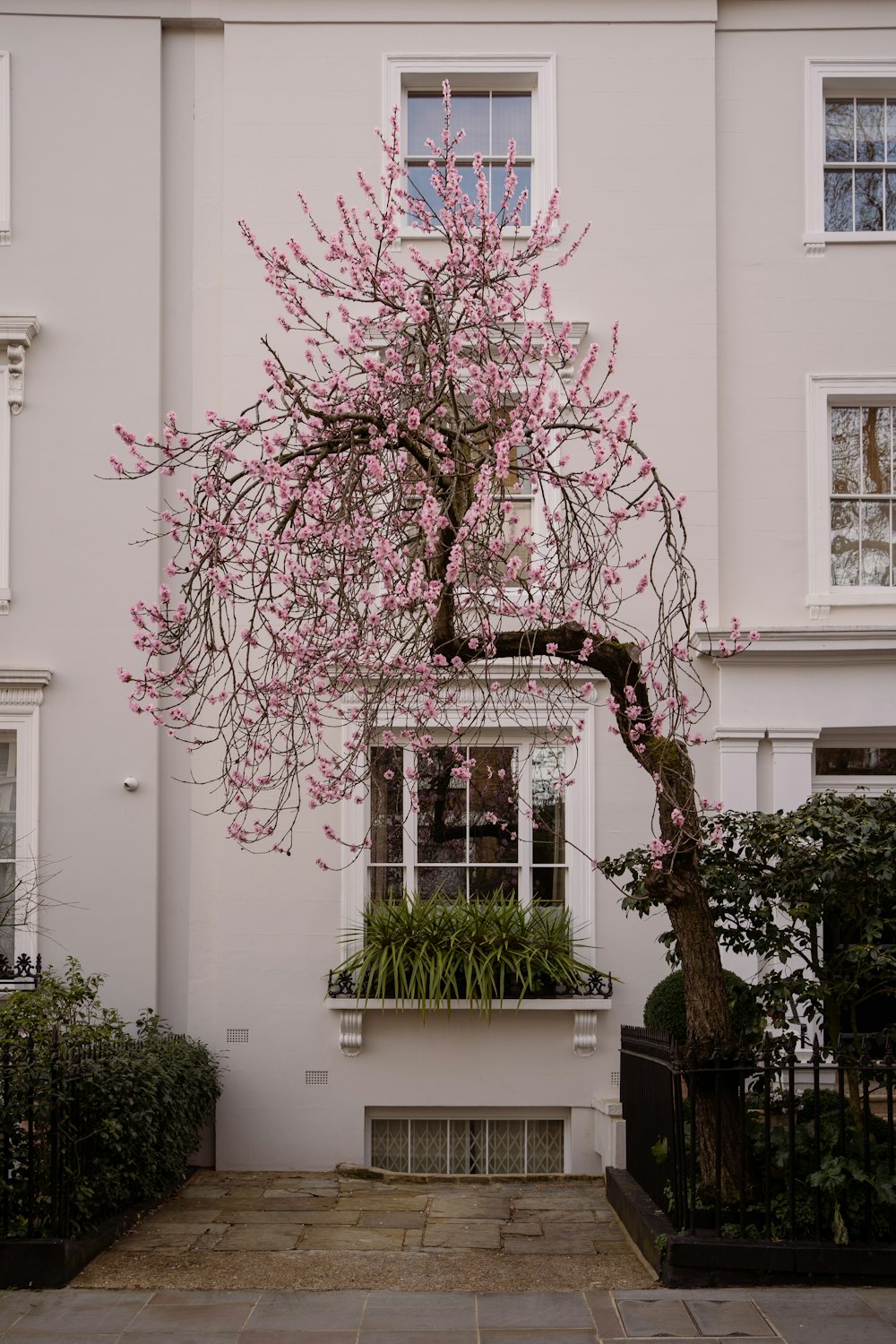 pink and white flower plant