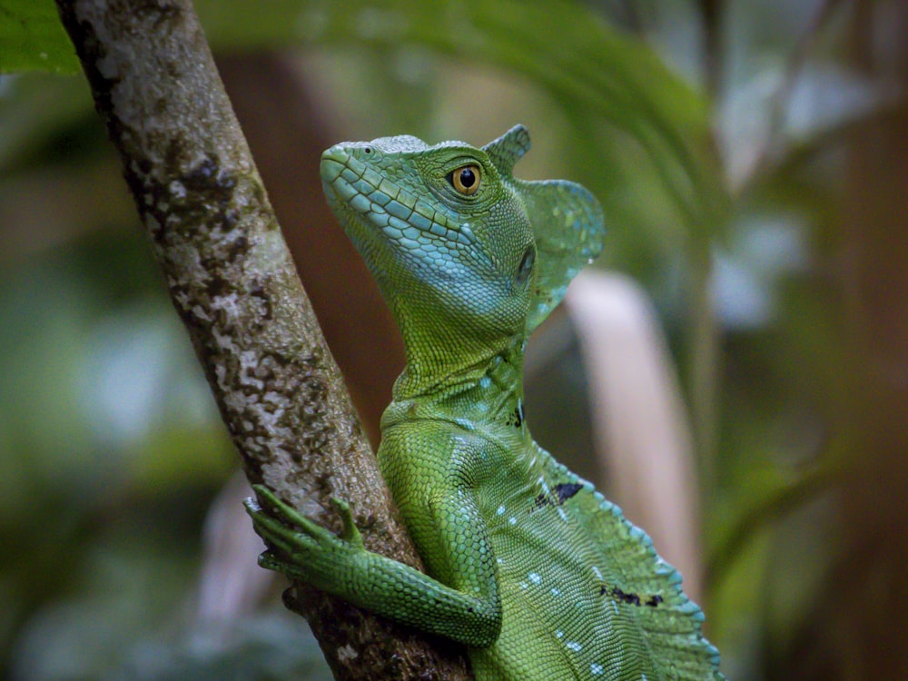 green lizard on brown tree branch