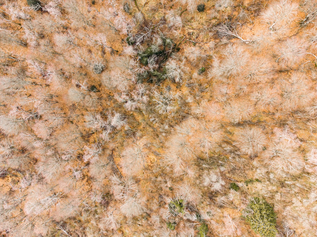 brown and green grass field