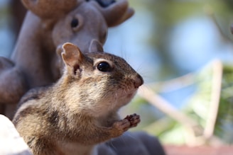 A small rodent, possibly a chipmunk or squirrel, is seen with its paws together, resembling a praying position. Its fur is brown with lighter, creamy tones around the face and underbelly. The background includes a blurred image of what appears to be a decorative figurine and hints of green foliage, suggesting an outdoor environment.