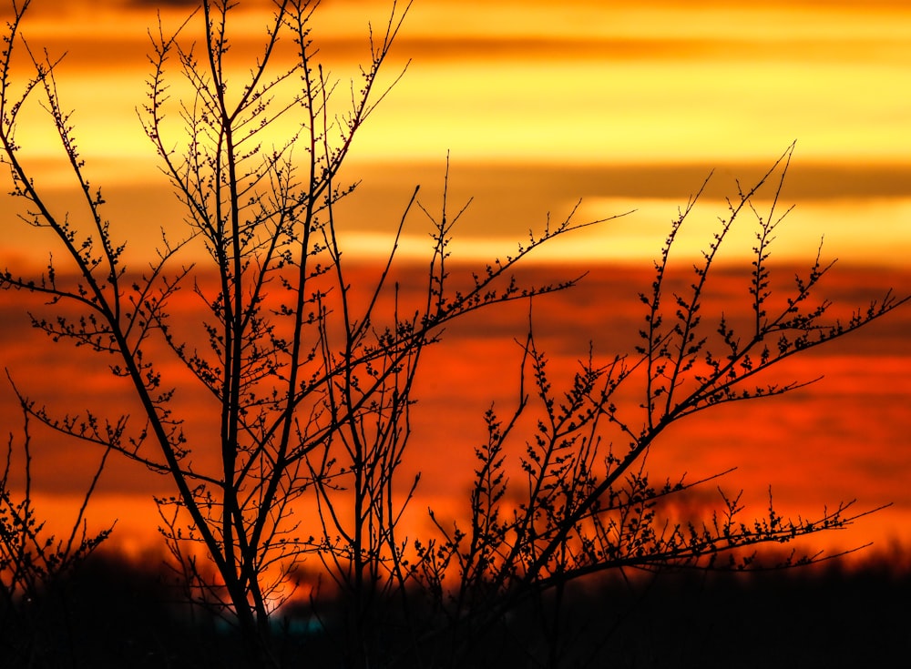 silhouette of leafless tree during sunset