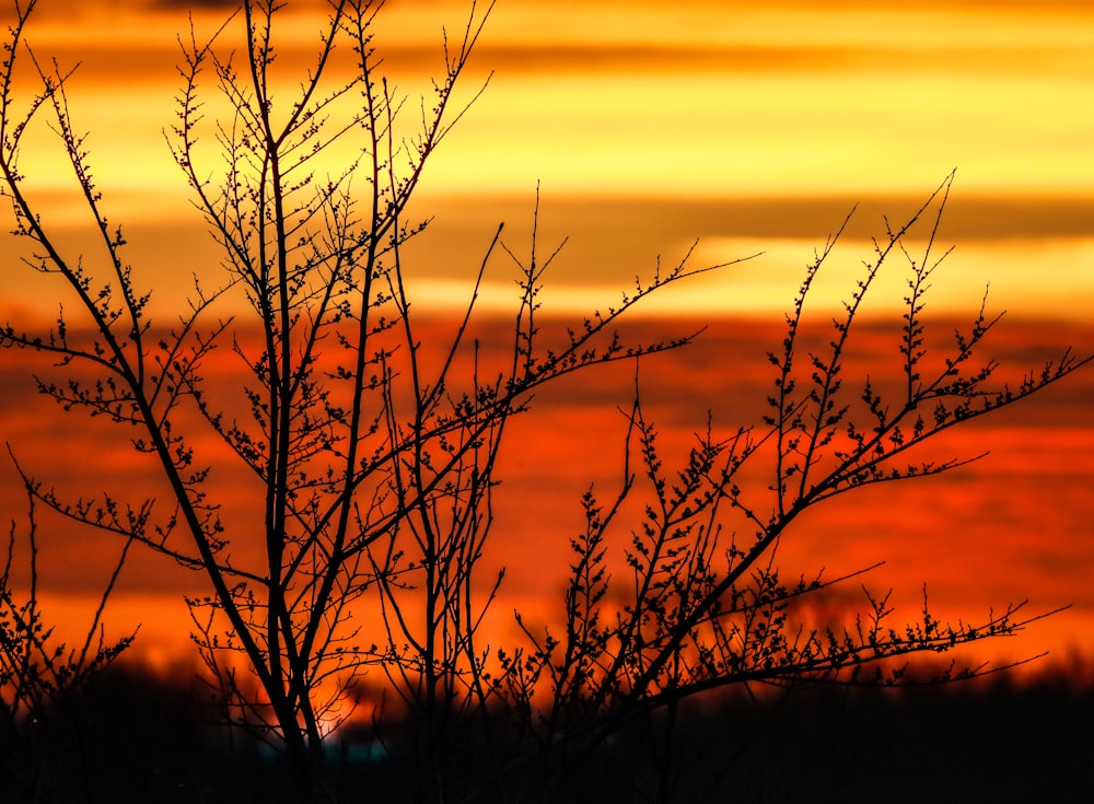 Silhouette eines blattlosen Baumes bei Sonnenuntergang