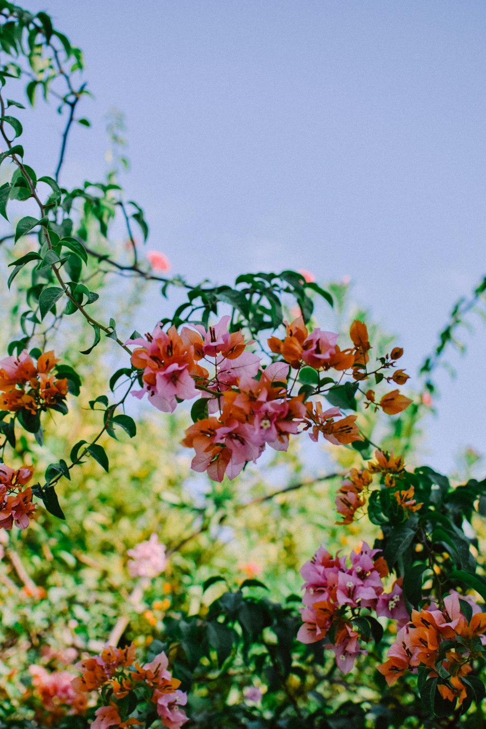 pink and white flowers during daytime