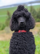 A black poodle with curly fur and a red collar is sitting in an outdoor setting with a blurred background of green fields and some trees.