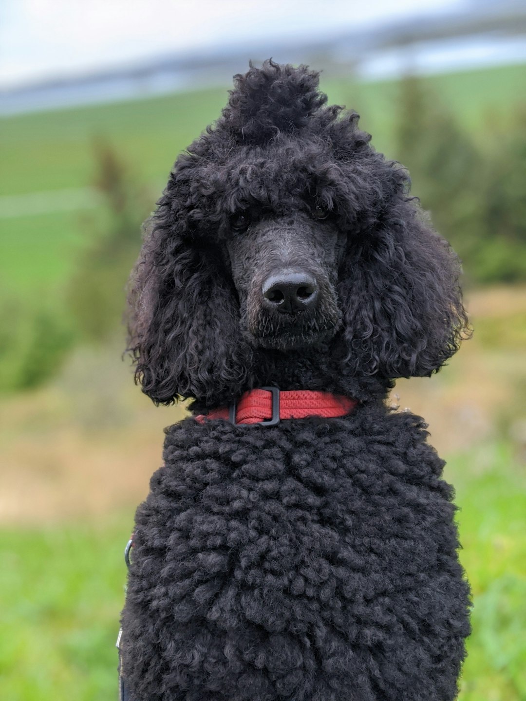 black poodle on green grass during daytime