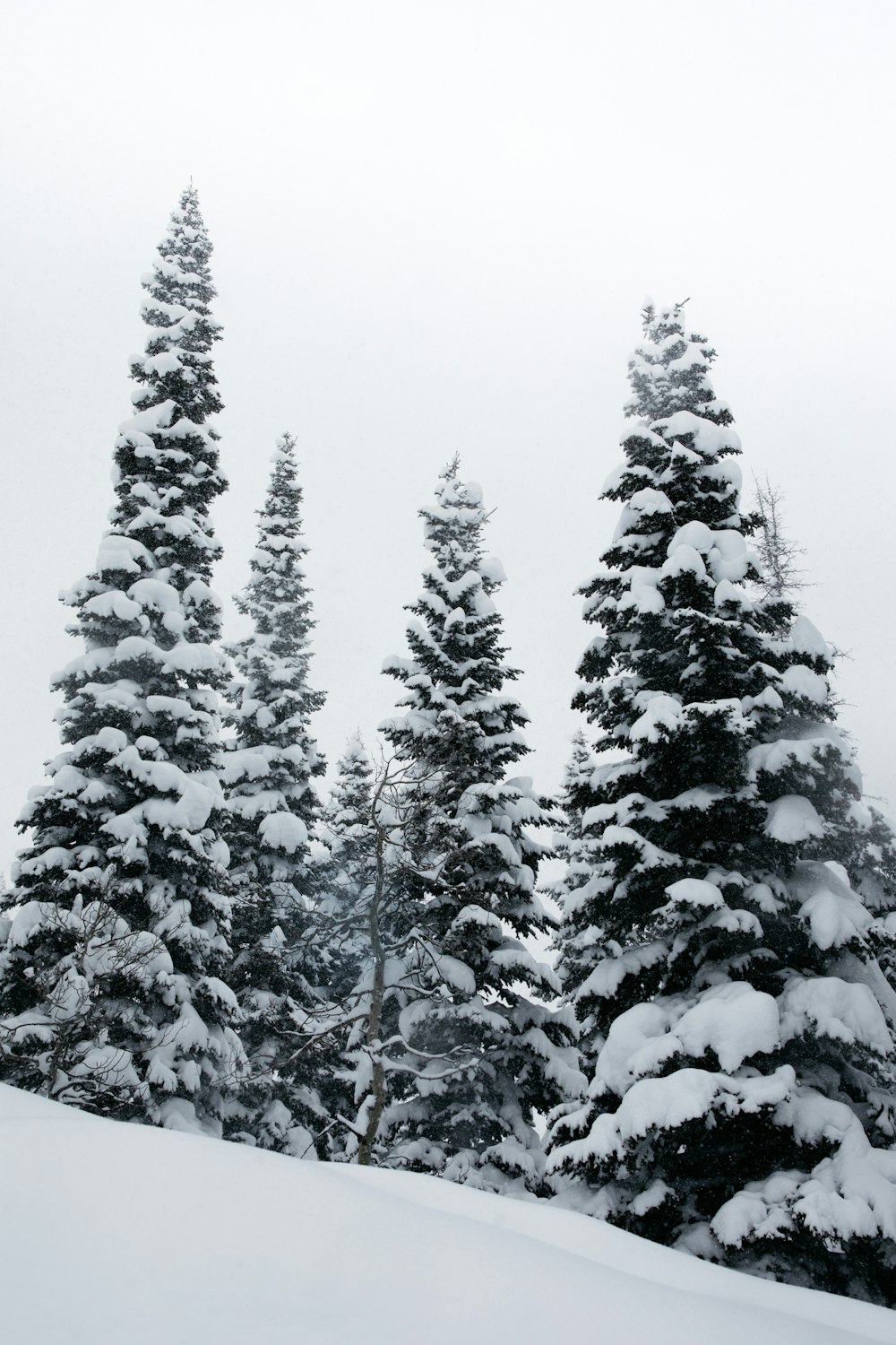 pinos cubiertos de nieve durante el día