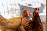 Two chickens are seen standing in front of a wire fence. The chicken in the foreground is primarily brown with a pointed black beak and a distinctive red comb on its head. The focus is sharp on this chicken, showing the details of its feathers. The background appears to be snowy, indicating a cold environment.
