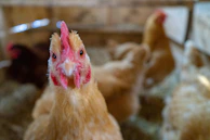 Close-up of a curious chook inspecting a tiny robot nestled in the straw.