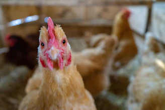 Close-up of a curious chook inspecting a tiny robot nestled in the straw.