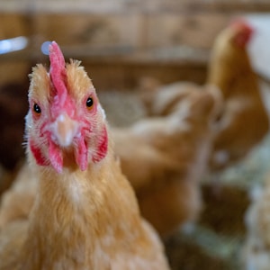 brown chicken on focus photography