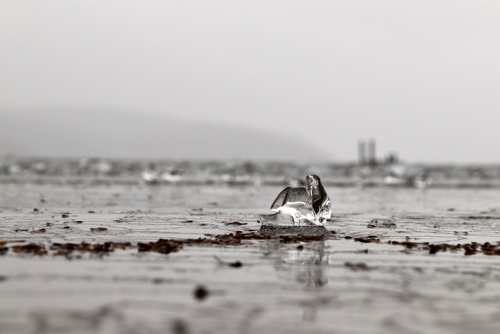 white and black bird on water during daytime