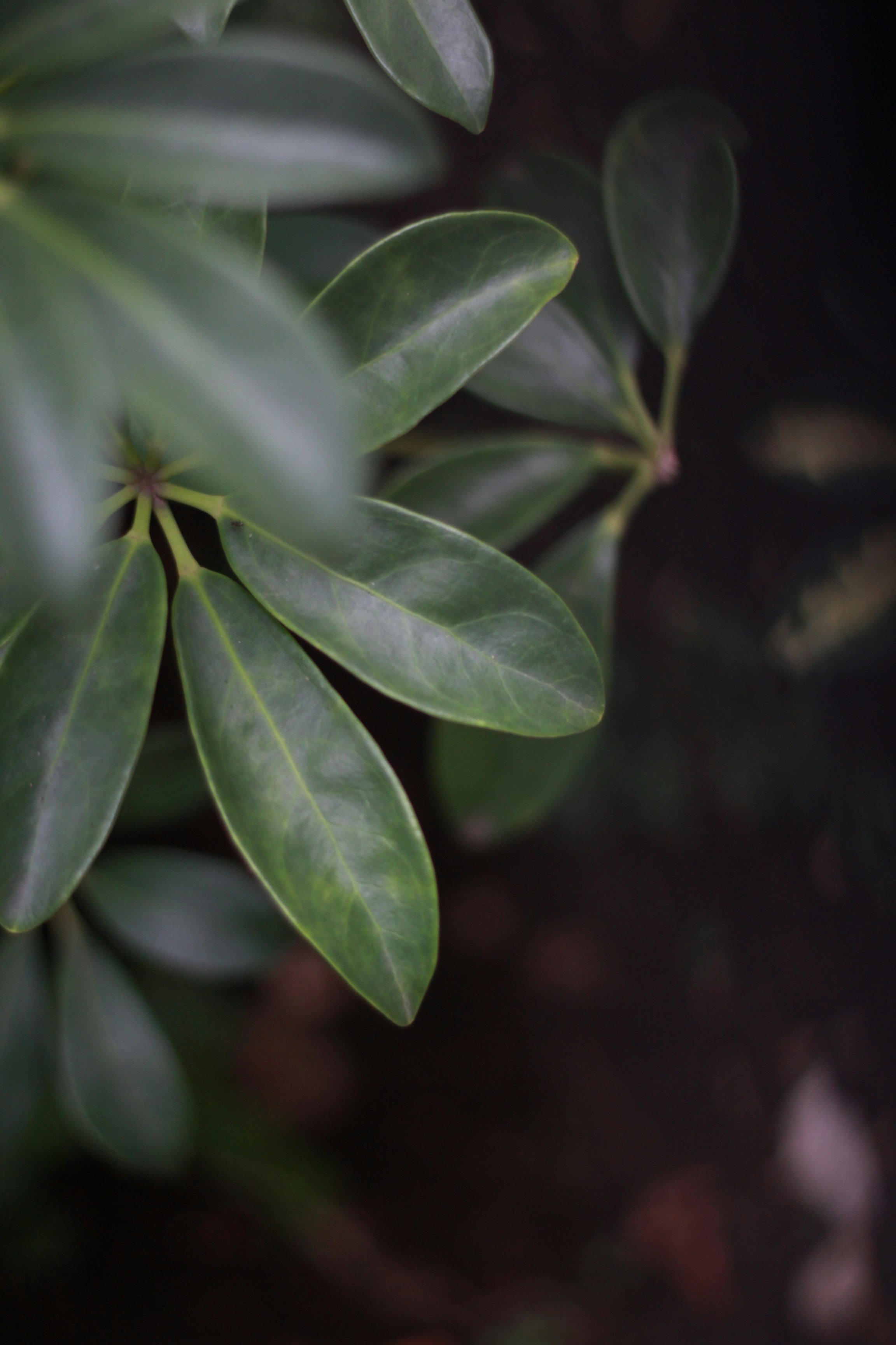 Photo by phantasielux