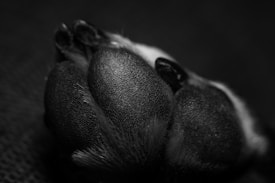 Close-up black and white photograph of an animal paw, showcasing the textured paw pads and fur. The focus is on the intricate details of the paw, emphasizing the rough, bumpy surface of the pads.