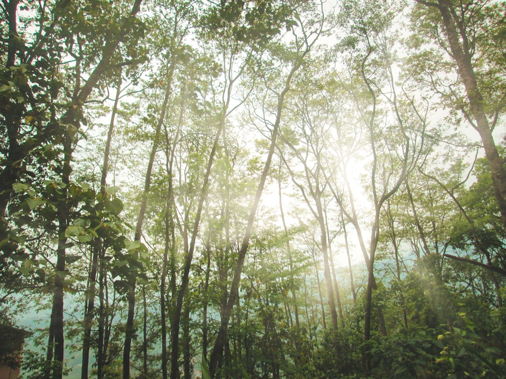 árboles verdes bajo el cielo blanco durante el día