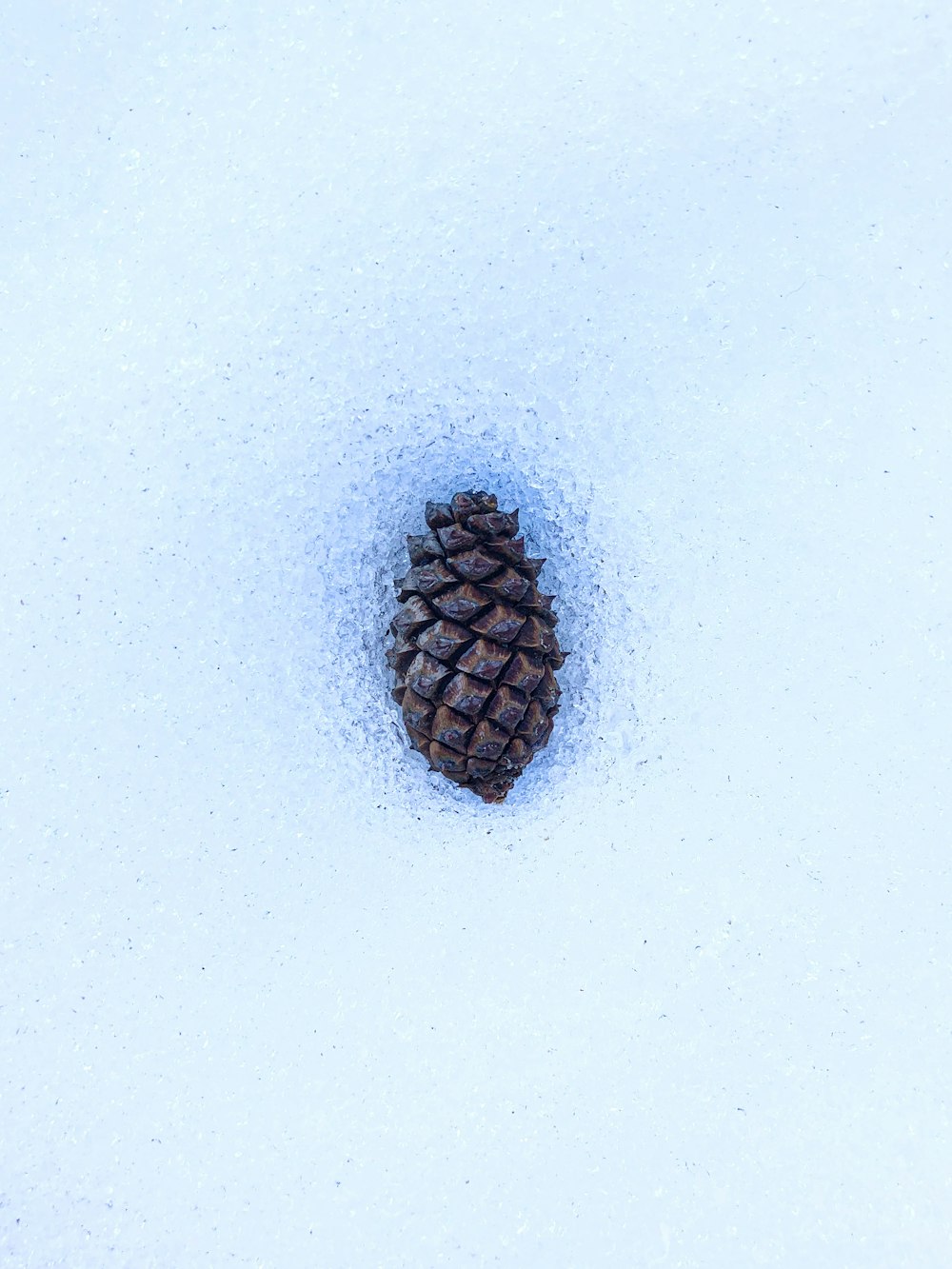 black pine cone on white snow