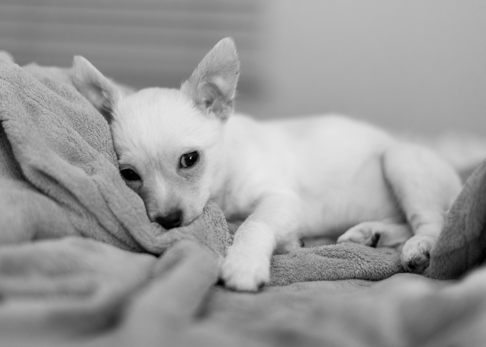 white chihuahua lying on bed