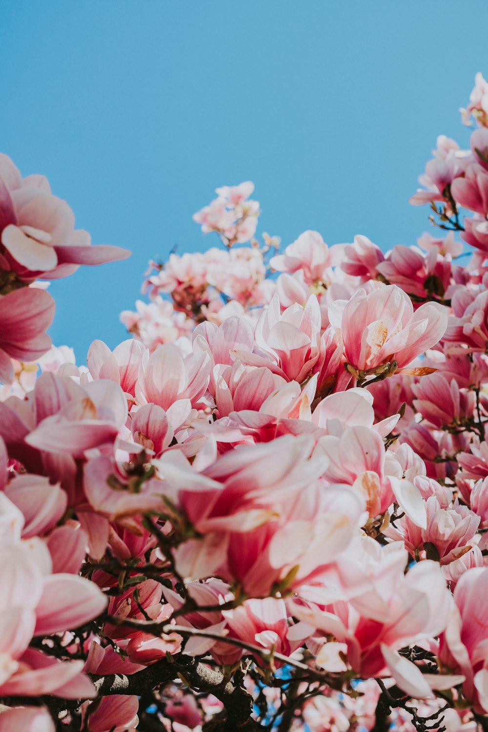 pink flowers under blue sky during daytime