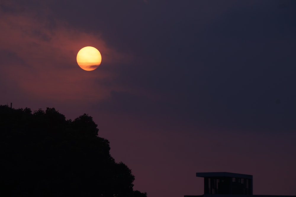 silhouette of trees during sunset