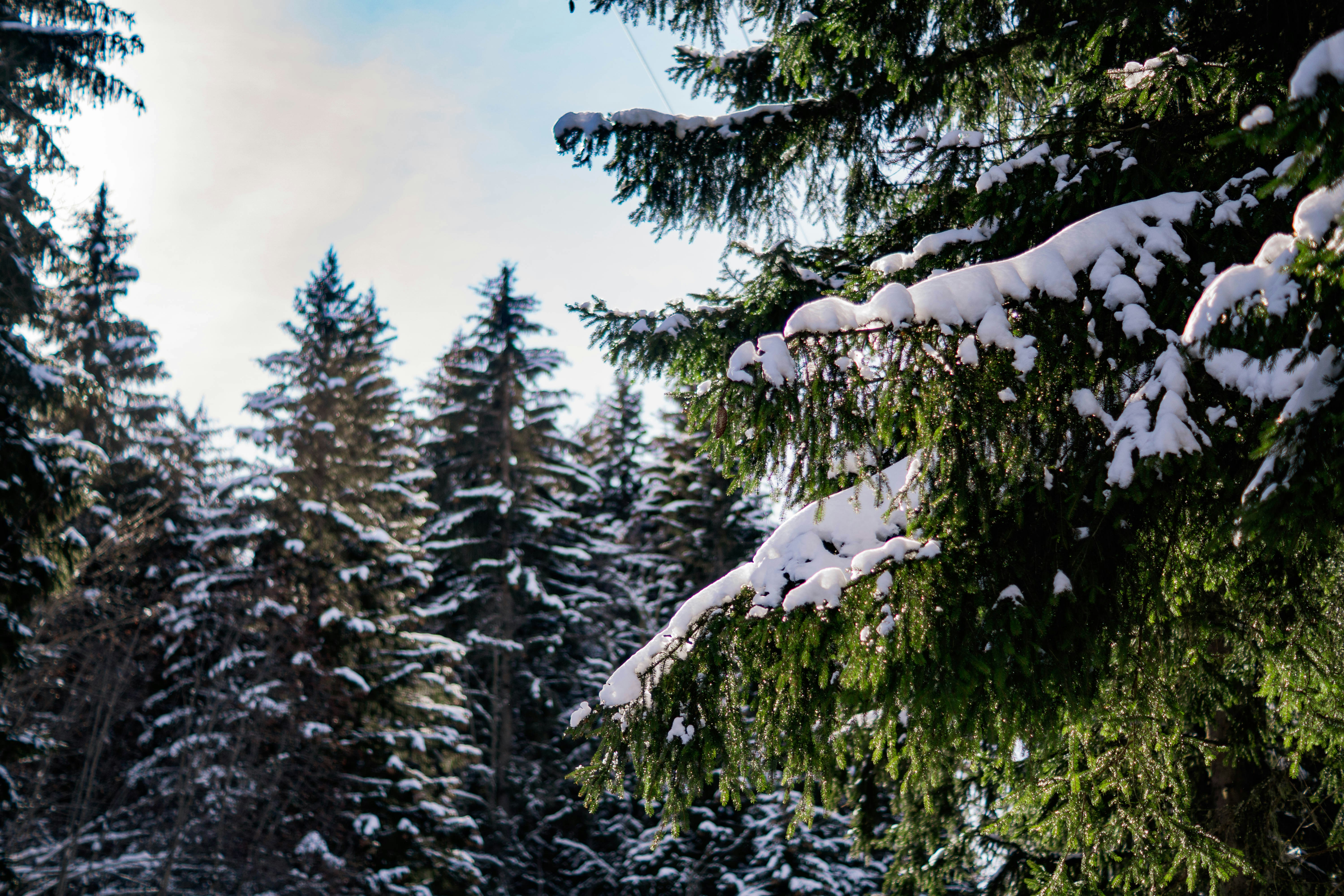 Photo by jbonunsplash