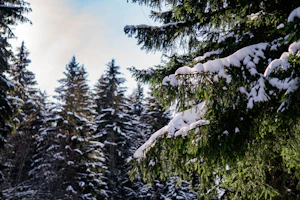 Alpes hiver