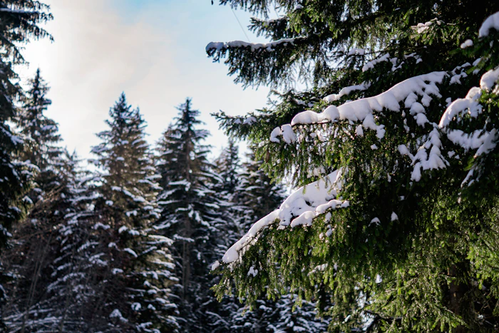 Sapin couvert de neige dans une forêt alpine en hiver