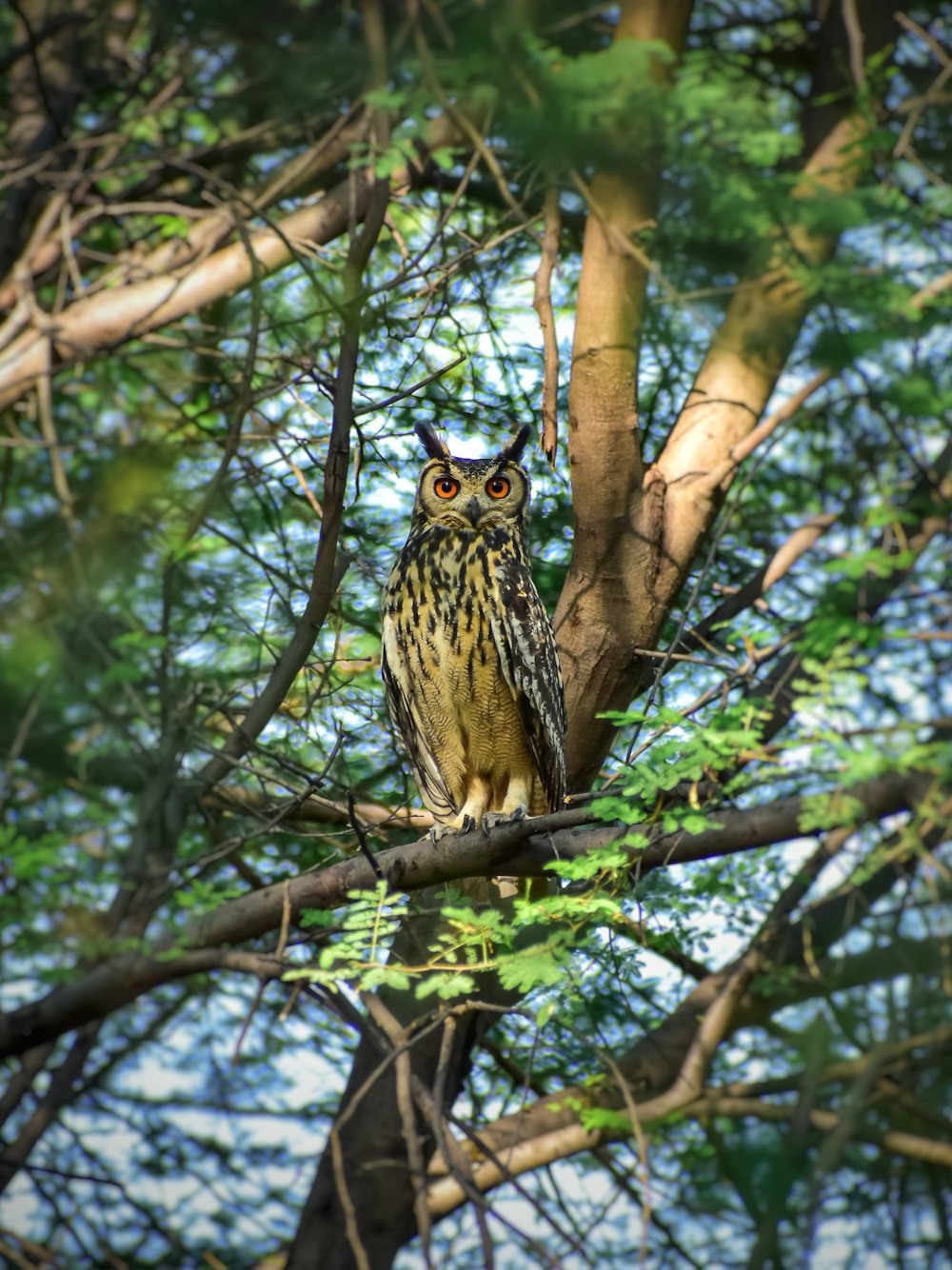 brown owl on tree branch during daytime