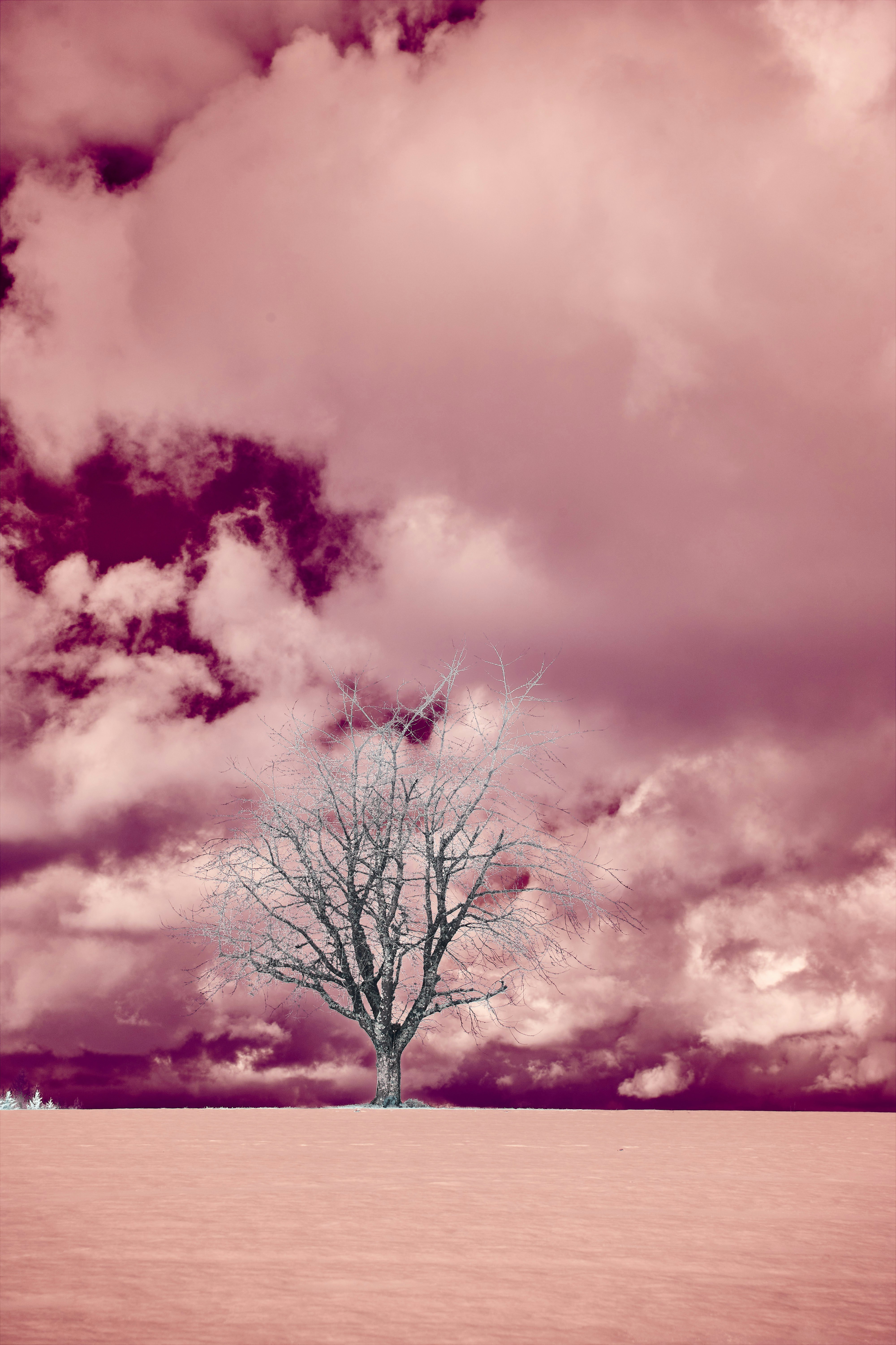 Photo by wolfgang_hasselmann